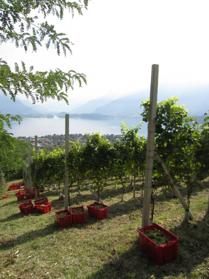vendemmia domasino