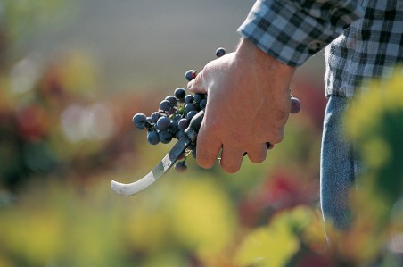 Milenrama-Crianza-Spanish-Red-Wine-DO-Rioja.jpg