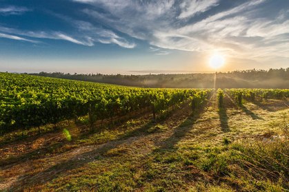 cortona-syrah-04.jpg