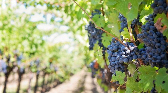 purple-grapes-553462_1280