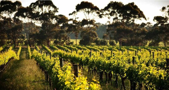 wines.jpg